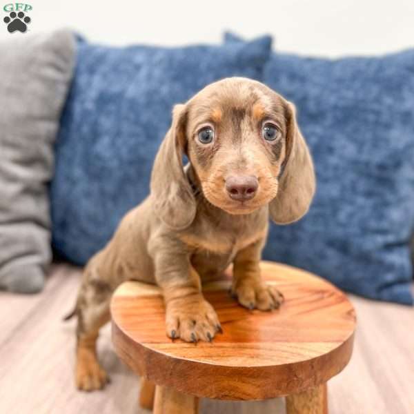 Leo, Dachshund Puppy