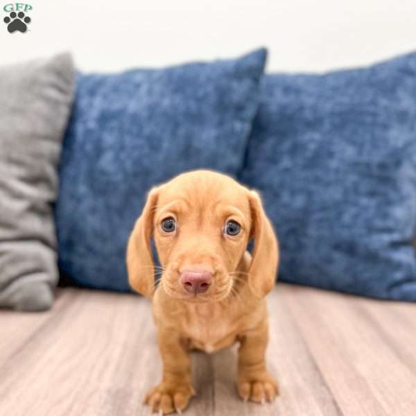 Rusty, Dachshund Puppy