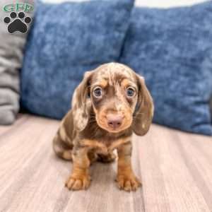 Max, Dachshund Puppy