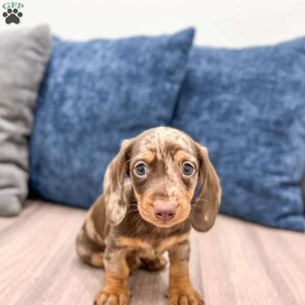 Max, Dachshund Puppy