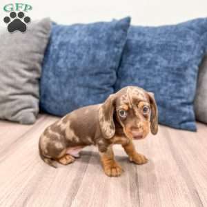 Max, Dachshund Puppy