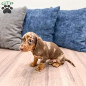 Max, Dachshund Puppy