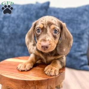 Max, Dachshund Puppy