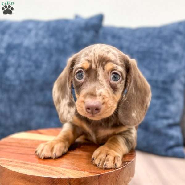 Max, Dachshund Puppy