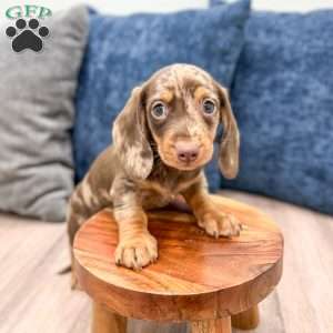 Max, Dachshund Puppy