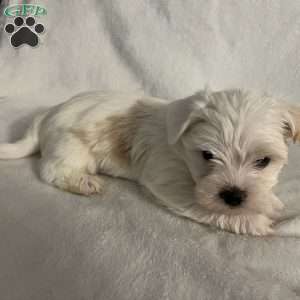 Bear, Morkie / Yorktese Puppy