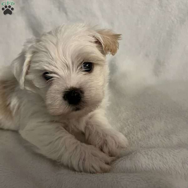 Bear, Morkie / Yorktese Puppy