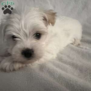 Bear, Morkie / Yorktese Puppy