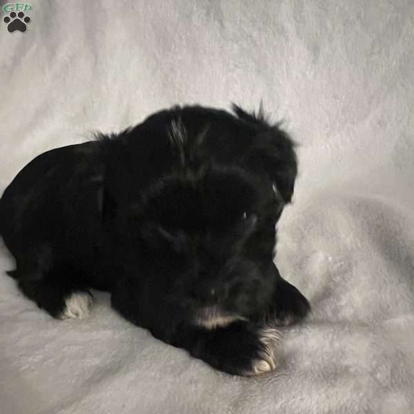 Bandit, Morkie / Yorktese Puppy