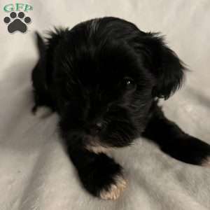 Bandit, Morkie / Yorktese Puppy