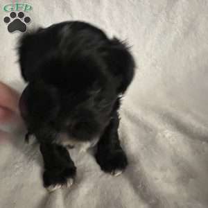 Bandit, Morkie / Yorktese Puppy