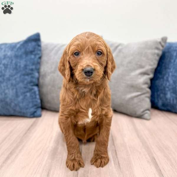 Carter, Goldendoodle Puppy