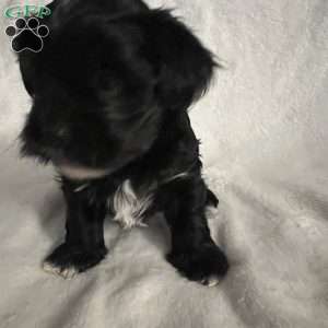 Bandit, Morkie / Yorktese Puppy