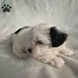 Taylor, Morkie / Yorktese Puppy