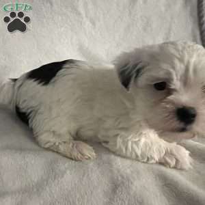 Taylor, Morkie / Yorktese Puppy