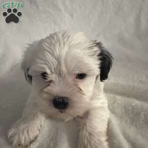 Taylor, Morkie / Yorktese Puppy