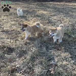 Mellie, Akita Puppy