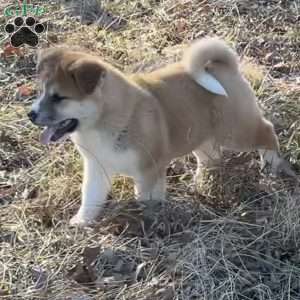 Mellie, Akita Puppy