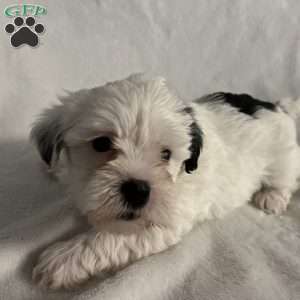 Taylor, Morkie / Yorktese Puppy