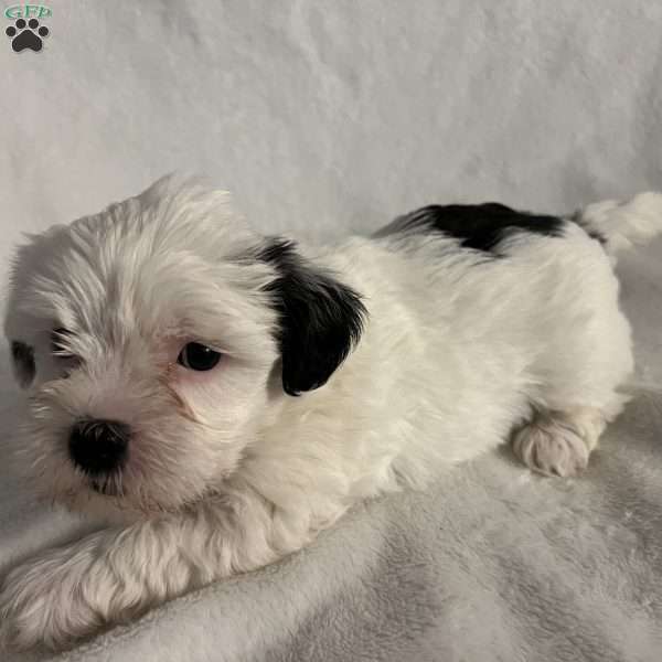 Taylor, Morkie / Yorktese Puppy