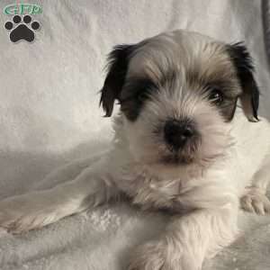 Rocket, Morkie / Yorktese Puppy