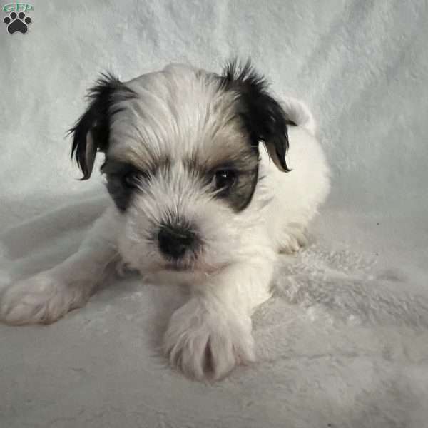 Rocket, Morkie / Yorktese Puppy