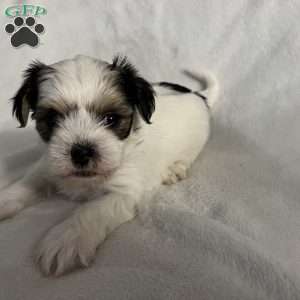 Rocket, Morkie / Yorktese Puppy