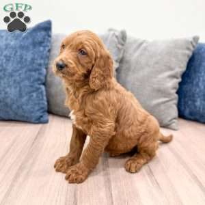 Carter, Goldendoodle Puppy