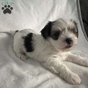 Rocket, Morkie / Yorktese Puppy