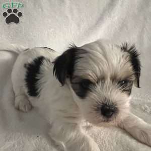 Rocket, Morkie / Yorktese Puppy