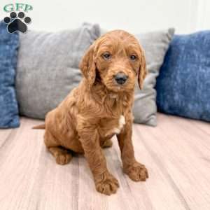 Carter, Goldendoodle Puppy