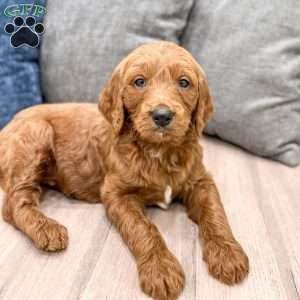 Carter, Goldendoodle Puppy