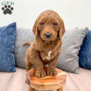 Carter, Goldendoodle Puppy