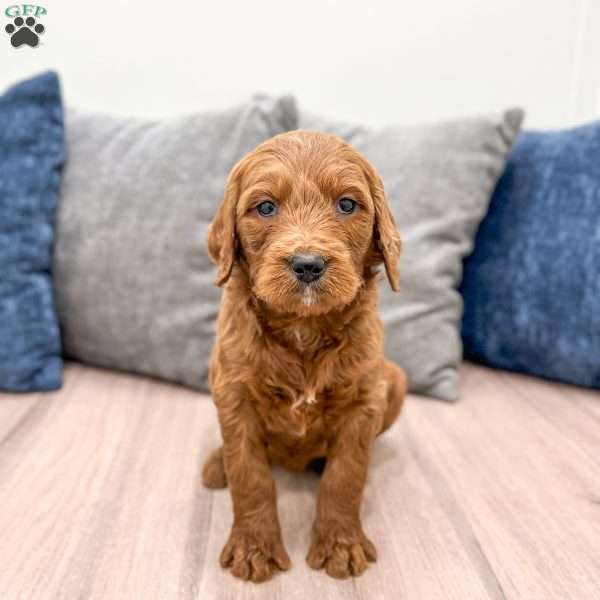 Bella, Goldendoodle Puppy