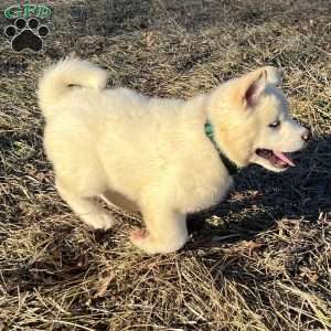 Cuddles, Akita Puppy