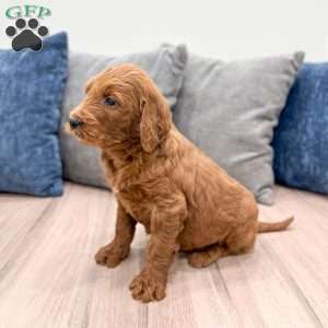 Bella, Goldendoodle Puppy