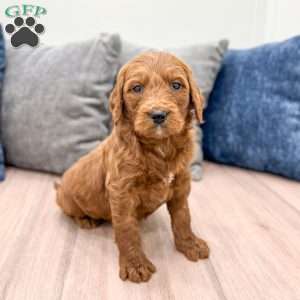 Bella, Goldendoodle Puppy