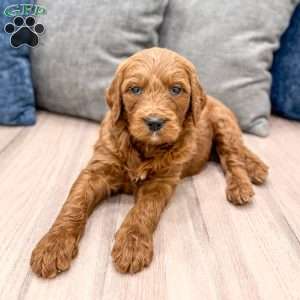 Bella, Goldendoodle Puppy