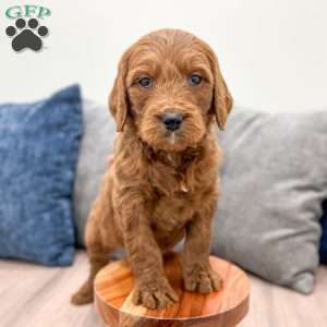 Bella, Goldendoodle Puppy