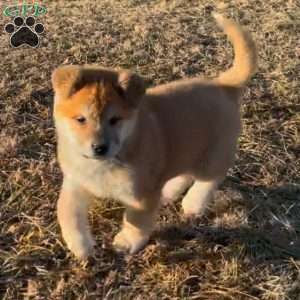 Brownie, Akita Puppy