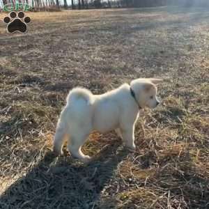 Cuddles, Akita Puppy