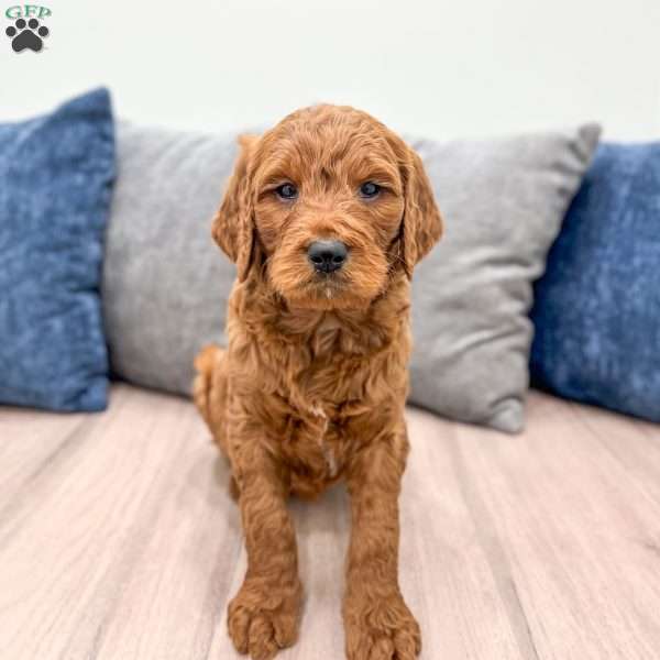 Ollie, Goldendoodle Puppy