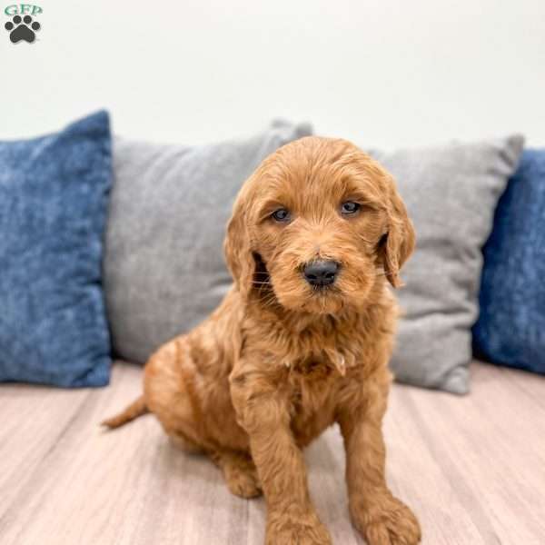 Chase, Goldendoodle Puppy