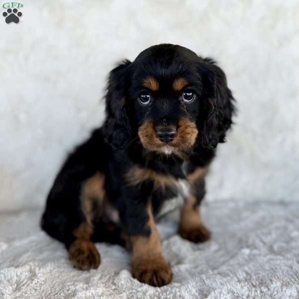 Jim, Cavalier King Charles Spaniel Puppy