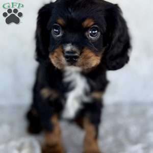 James, Cavalier King Charles Spaniel Puppy