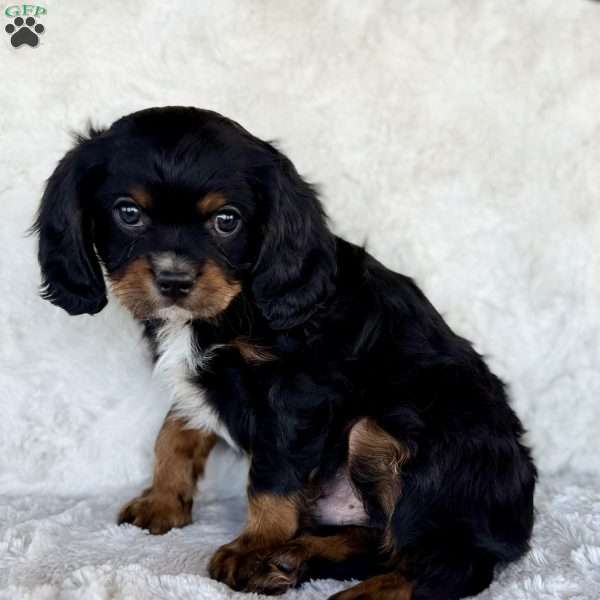 James, Cavalier King Charles Spaniel Puppy