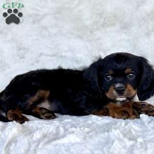 James, Cavalier King Charles Spaniel Puppy