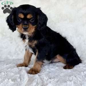 Jon, Cavalier King Charles Spaniel Puppy