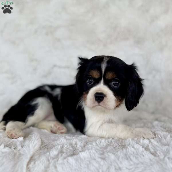 Jared, Cavalier King Charles Spaniel Puppy