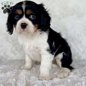 Jared, Cavalier King Charles Spaniel Puppy